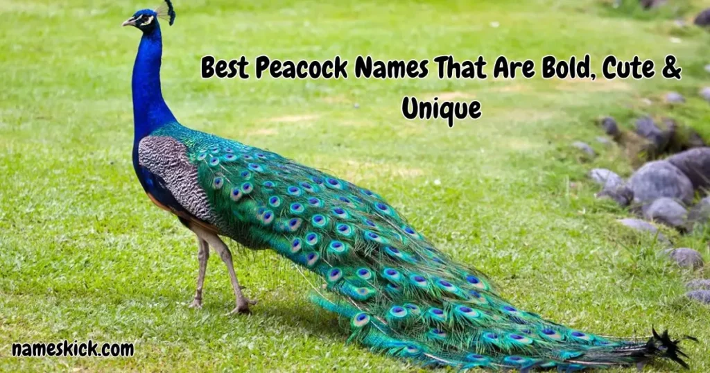 600+ Best Peacock Names That Are Bold, Cute & Unique Best Peacock Names That Are Bold, Cute & Unique
