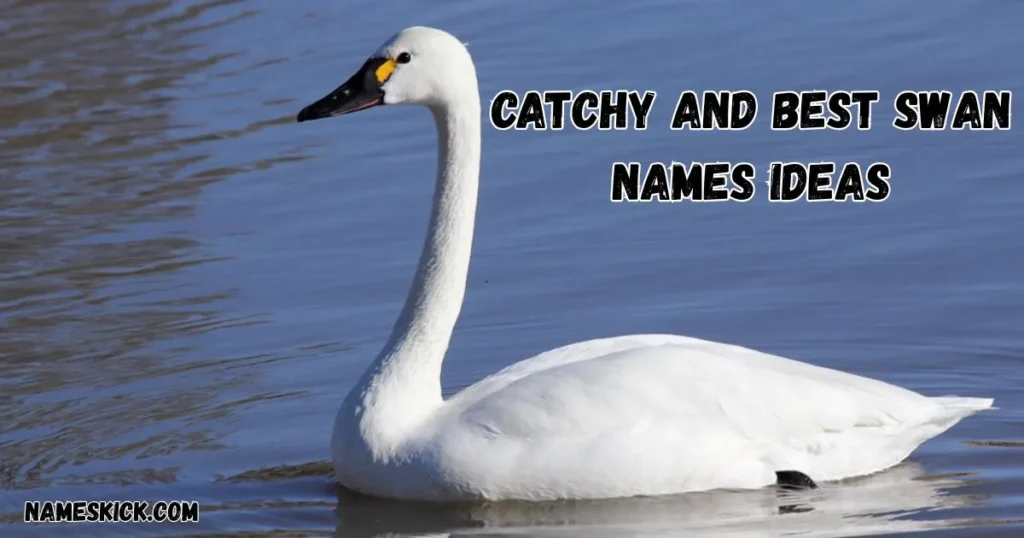 1200+ Catchy and best Swan names Ideas Catchy and best Swan names Ideas