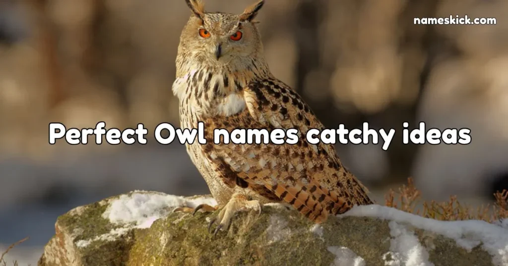 1100+ Perfect Owl names catchy ideas Perfect Owl names catchy ideas