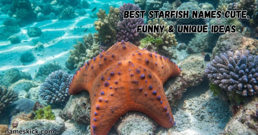 1000+ Best Starfish Names Cute, Funny & Unique Ideas Best Starfish Names Cute, Funny & Unique Ideas